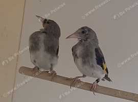 Pair of himalayan goldfinch