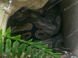 Looking for a Ackie monitor or chahua geckos