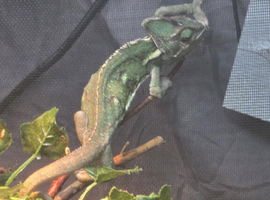 Female veiled chameleon