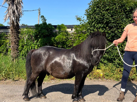 Beautiful Shetland Gelding