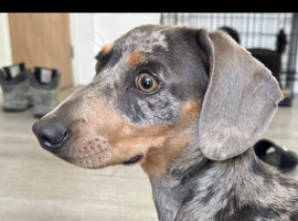 Dachshund