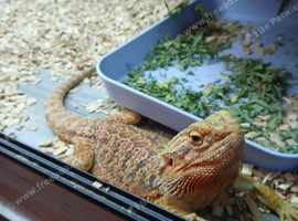 Breaded dragon