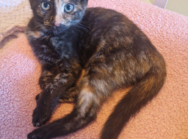Kittens for sale 3x 14 weeks and 2x 10 weeks