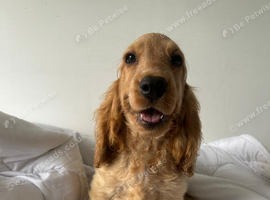 Gorgeous Cocker Spaniels