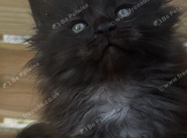 Full mainecoon kittens polydactyl. Ready now