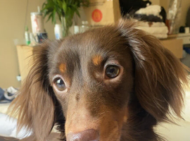 Long haired mini dachshund