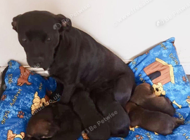 Looking for forever homes for our 5 beautiful little boys