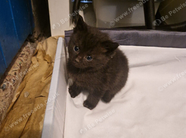 Black and black and white kittens
