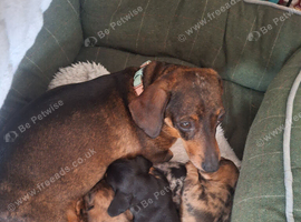 We have two beautiful min1 dachshund girls