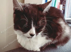 6 year old cat looking for loving home