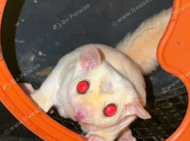 Sugar gliders