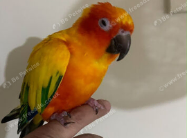 Baby sun conure