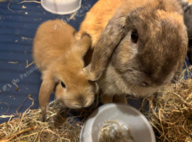 Gorgeous Mini Lop Babies Ready Now!