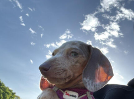 Beautiful girl for sale