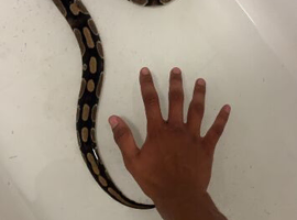 Wild type royal python