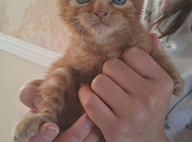 Kittens
