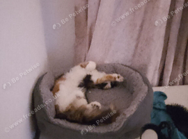 Maine coon mixed