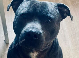 Blue boy