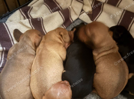 Kc reg mini dachshund pups for sale