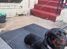 Miniature dachshund