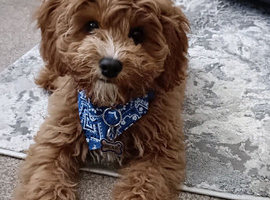 Teddy bear cavapoo
