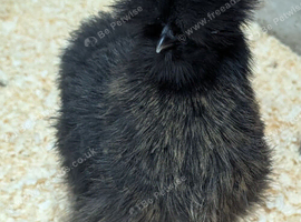 Silkie Hen And frizzle carrier pekin cockerel