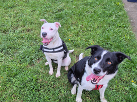 Staffie x Lurcher