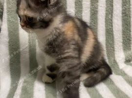 Exotic shorthrthair kittens