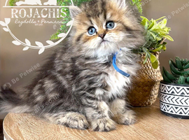 Golden Chinchilla Persian