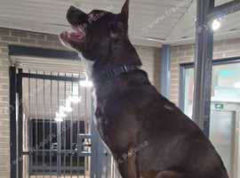Frenchie cross collie Rolo