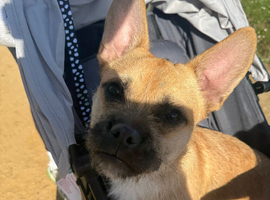 Jack Russell Cross French Bulldog