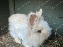 Lioneheads female rabbit