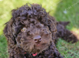 Gorgeous KC REG chocolate toy poodle pups