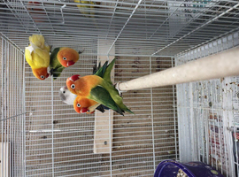 Proven breeding pairs  lovebirds for sale