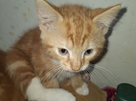 3 gorgeous kittens ready for a new home