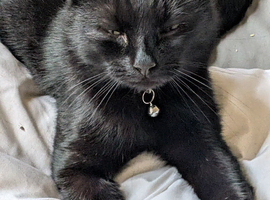 Meet B-Leigh - A Big Softie with a gentle soul