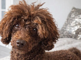 STUD!! Kc chocolate toy poodle