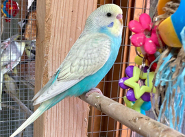 Baby aviary bred budgies