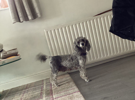 Kennel club toy poodles