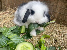 Beautiful Mini lop baby boys READY TO LEAVE