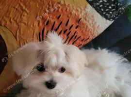 Korean Maltese Puppy male