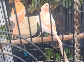 Mixed canaries