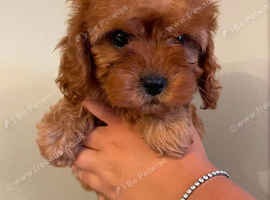 F1 Toy Fully Health Tested Girl Cavapoo&rsquo;s