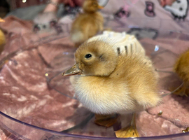 Ducklings!