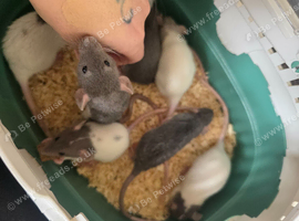 Handtame baby dumbo rats, Rex & Smooth coat. 5* homes only