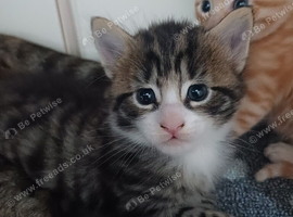 Bengal cross boy