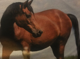 Wanted dressage horse