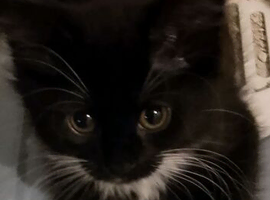 Long haired kittens ready now