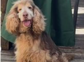 Cocker Spaniel at stud. KC registered.