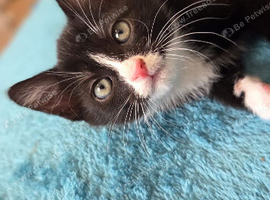 Beautiful loving male kittens for sale